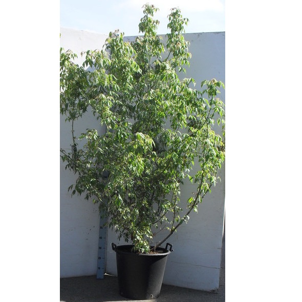 ​ ACER PALMATUM DESHOJO 125/150 C35 L  ARTAR JAPONEZ