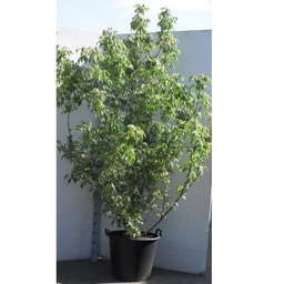 [90AC0135] ​ ACER PALMATUM DESHOJO 125/150 C35 L  ARTAR JAPONEZ